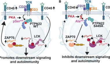 Preclinical study identifies genetic misfire in lupus