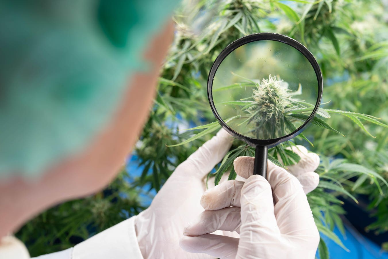 Large-Scale Genetic Study Identifies Genes Linked To Cannabis Use