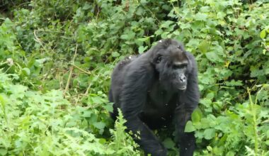 Female mountain gorillas stop reproducing long before the end of their lives, study finds