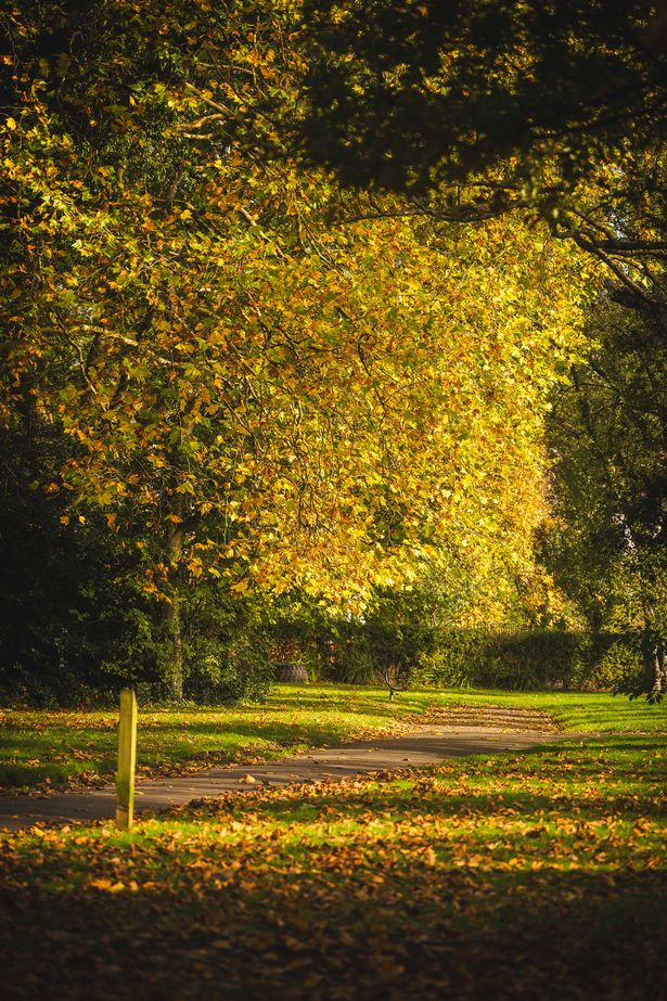 The trees look particularly stunning in Cringle Park this year 