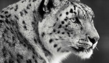 Genomics Reveals Snow Leopards Have Always Been Rare