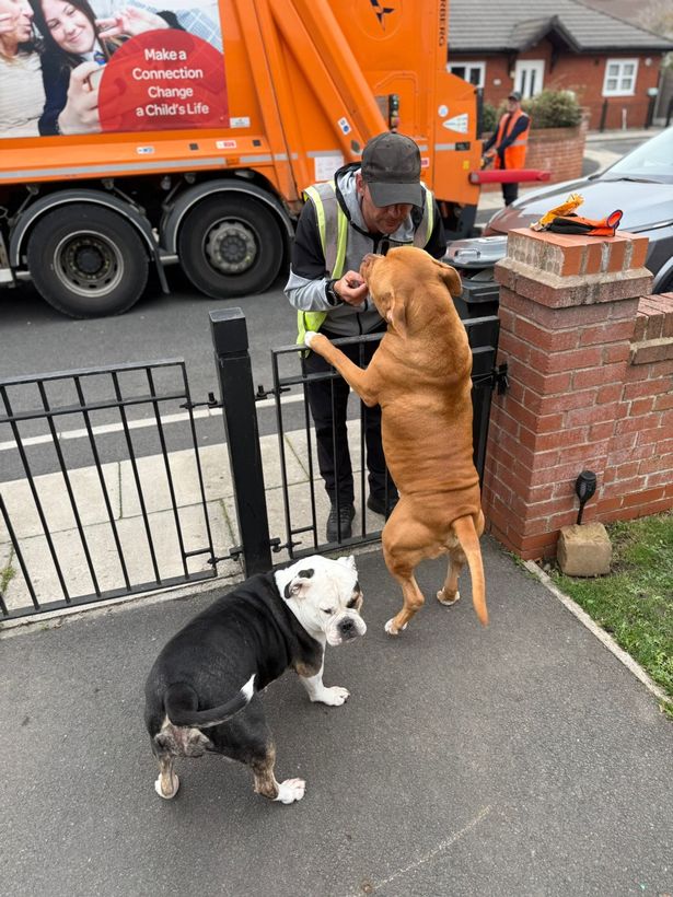 Peter from Sefton Council's cleansing team, his friend Kobe the dog and his new friend Daisy the dog