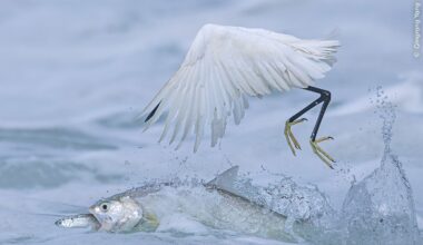 Pic: Qingrong Yang/Wildlife Photographer of the Year