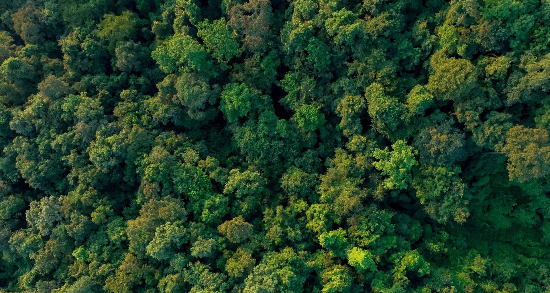 The carbon market consolidation is here