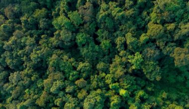 The carbon market consolidation is here