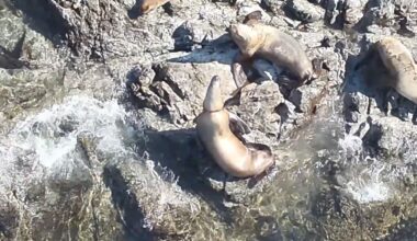 Rescuers Race To Save The Life Of Sea Lion With Plastic Stuck Around Her Neck