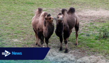 Edinburgh Zoo welcomes pair of Bactrian camels