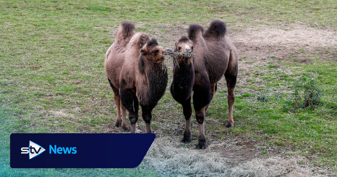 Edinburgh Zoo welcomes pair of Bactrian camels