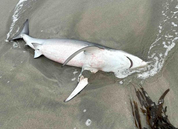 The huge shark was spotted on a remote beach at St Ninian’s in Shetland