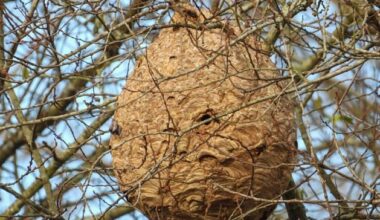 Officials confirm Asian Hornet nest located in Northern Ireland - Belfast Telegraph