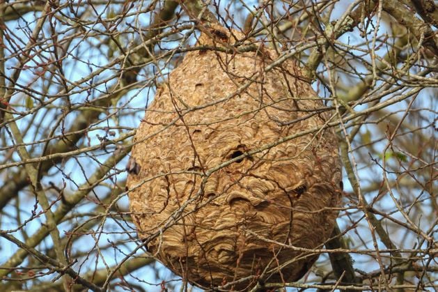 Officials confirm Asian Hornet nest located in Northern Ireland - Belfast Telegraph