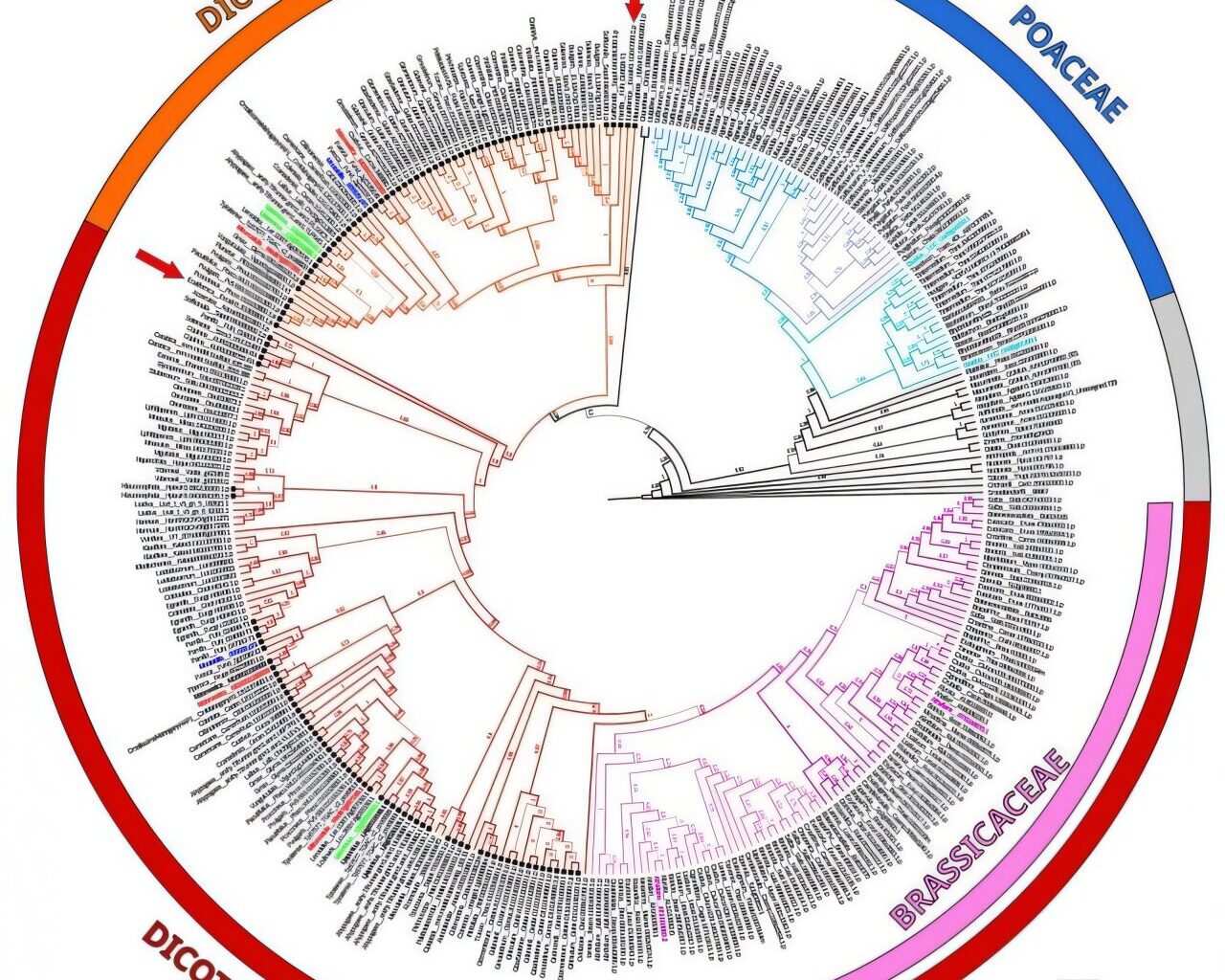 How a genetic split helped plants conquer polluted soils