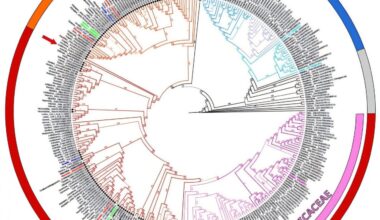 How a genetic split helped plants conquer polluted soils