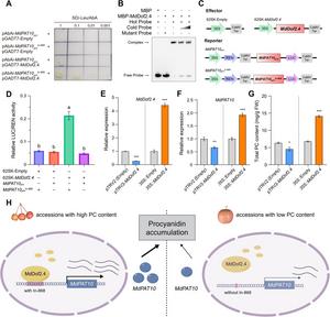 A genetic duo restores the lost health power of modern apples