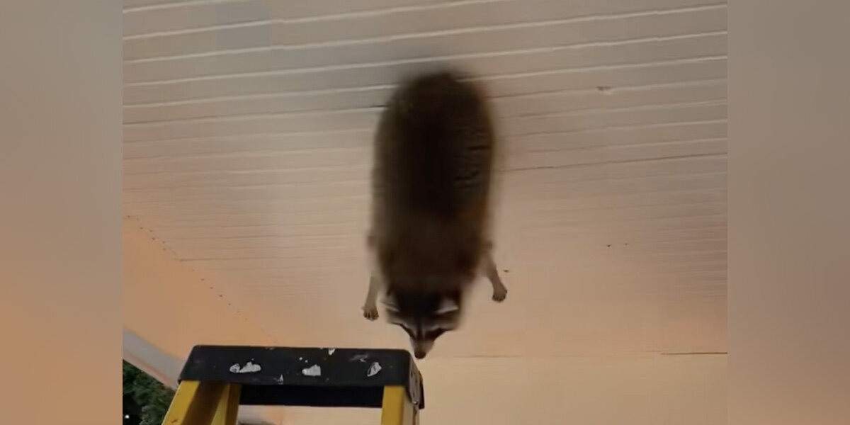 Homeowner Wakes Up To Find A Chubby Animal Dangling From The Ceiling