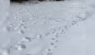 Woman Sees Paw Prints By Her House And Finds A Mystery Visitor In Need Of Help