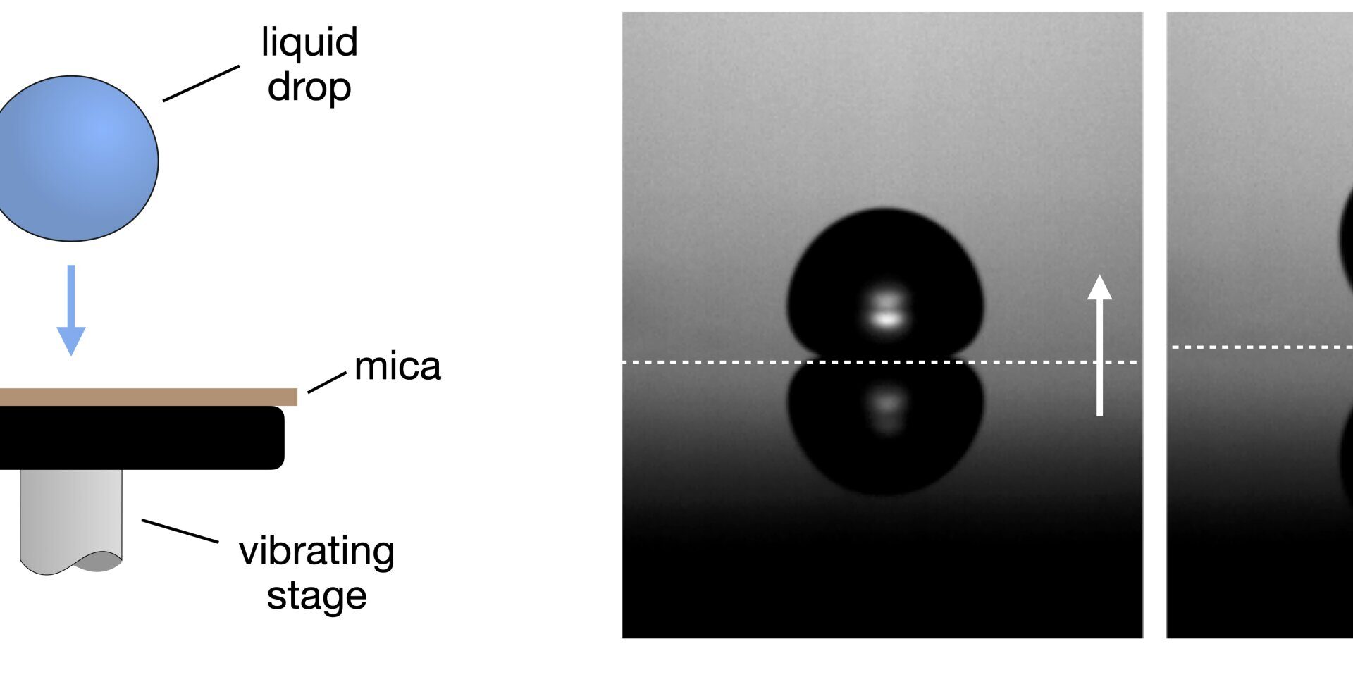 Tiny droplets that bounce for minutes without bursting might be able to do so indefinitely