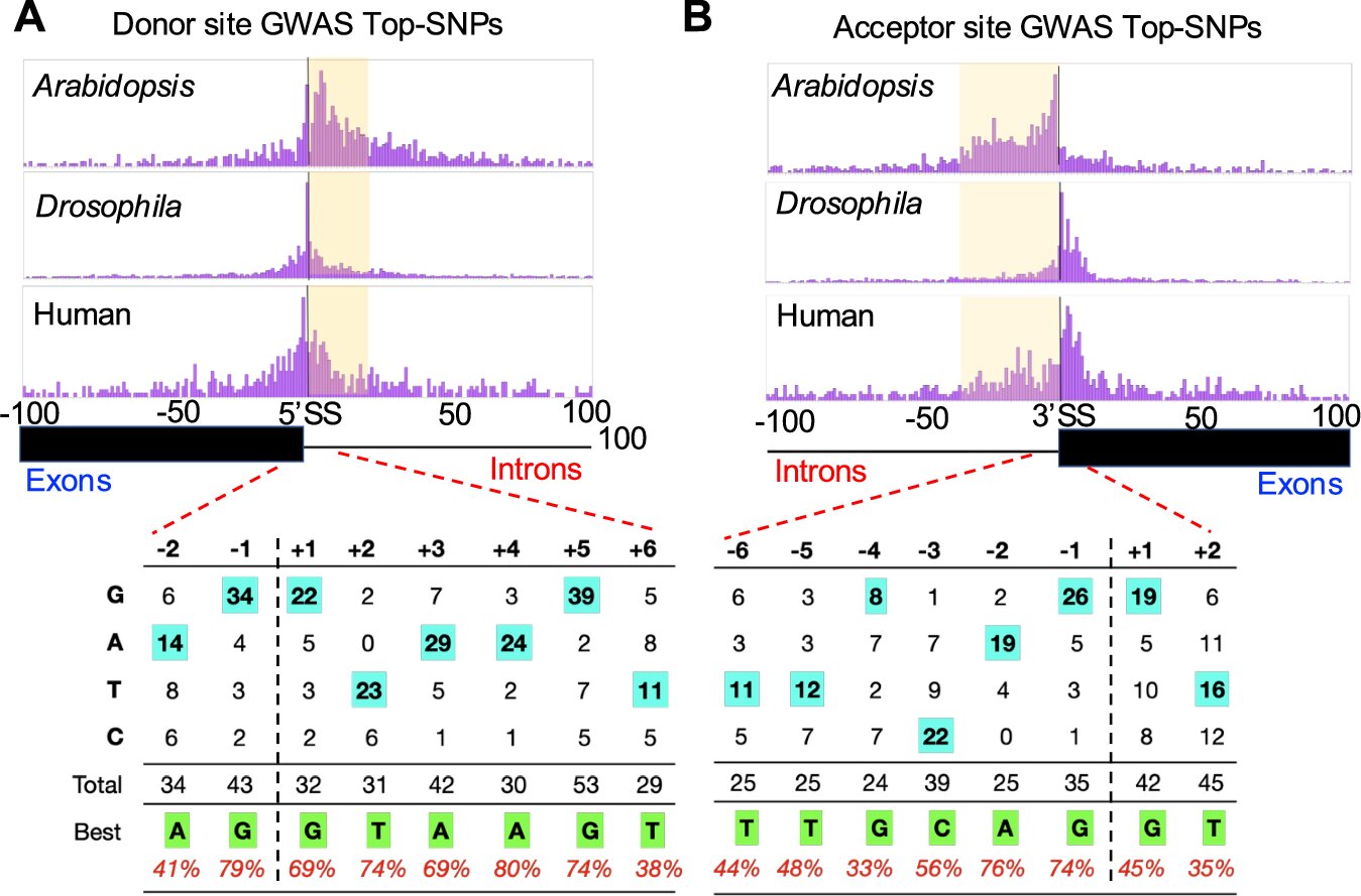 Genetic code reveals how mutations disrupt mRNA and cause disease