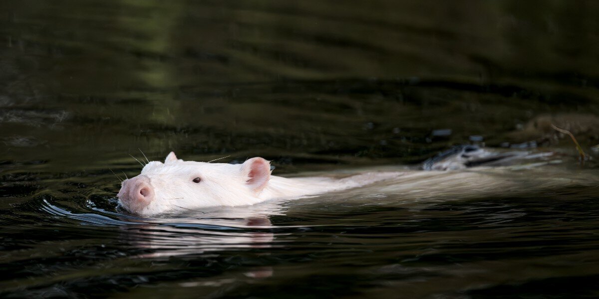 Wildlife Photographer Scratches Head When He Sees Strange White Animal In Marsh