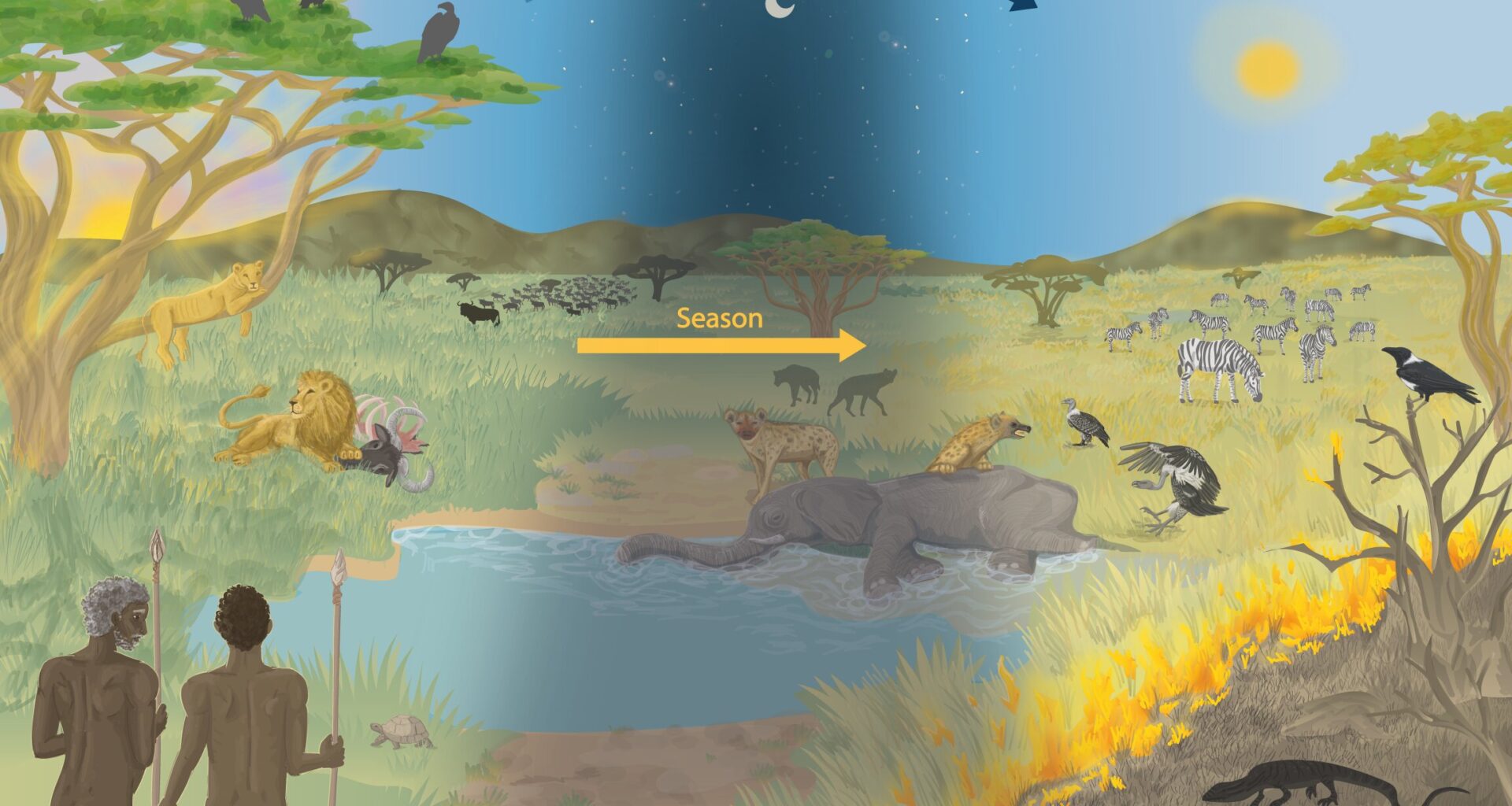 The importance of scavenging in our evolution