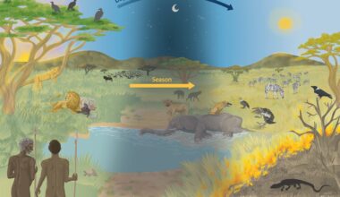 The importance of scavenging in our evolution