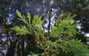 Natural Japanese and Taiwanese hinoki cypresses genetically differentiated 1 million years ago