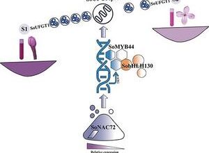 New genetic trio uncovered behind lilac flower color fading