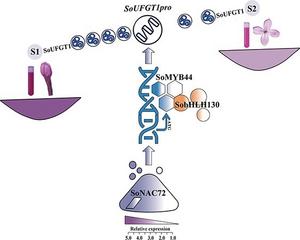 New genetic trio uncovered behind lilac flower color fading