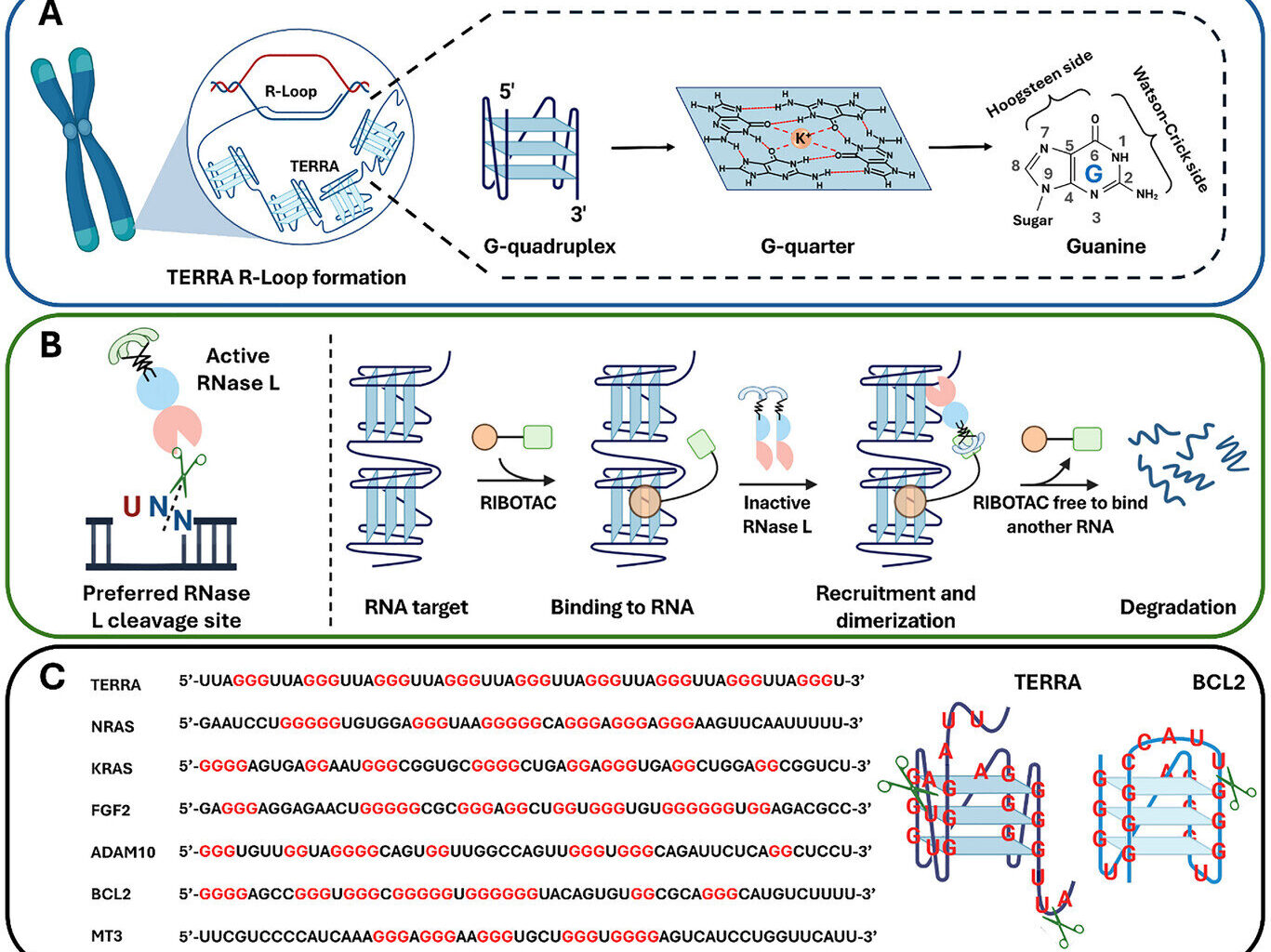 'Guided missile' drug molecule seeks out and destroys cancer's genetic lifeline