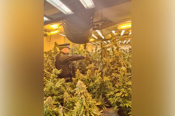 Inside the cannabis farm raided by police