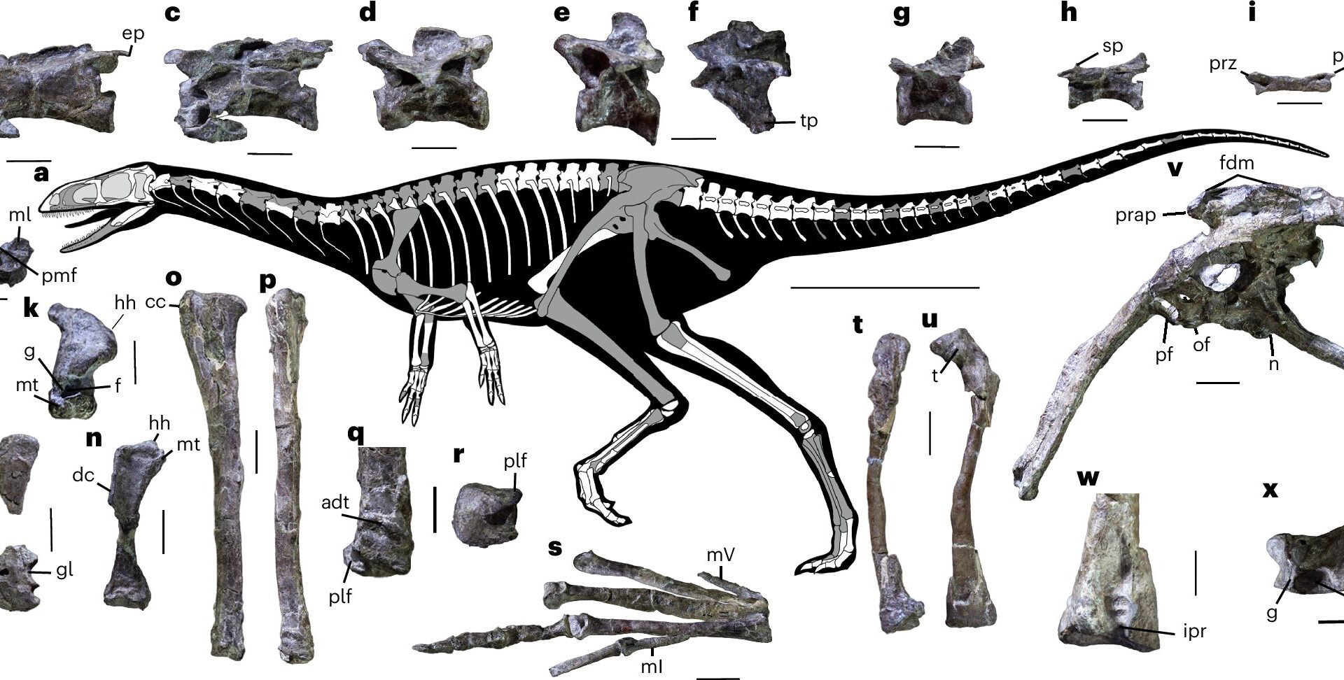 Early experiment at the dawn of dinosaur evolution discovered