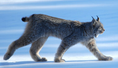 What is Wild? Part 1, Missing Lynx: Rewilding the World