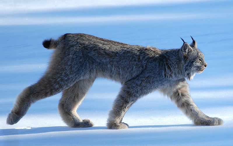 What is Wild? Part 1, Missing Lynx: Rewilding the World