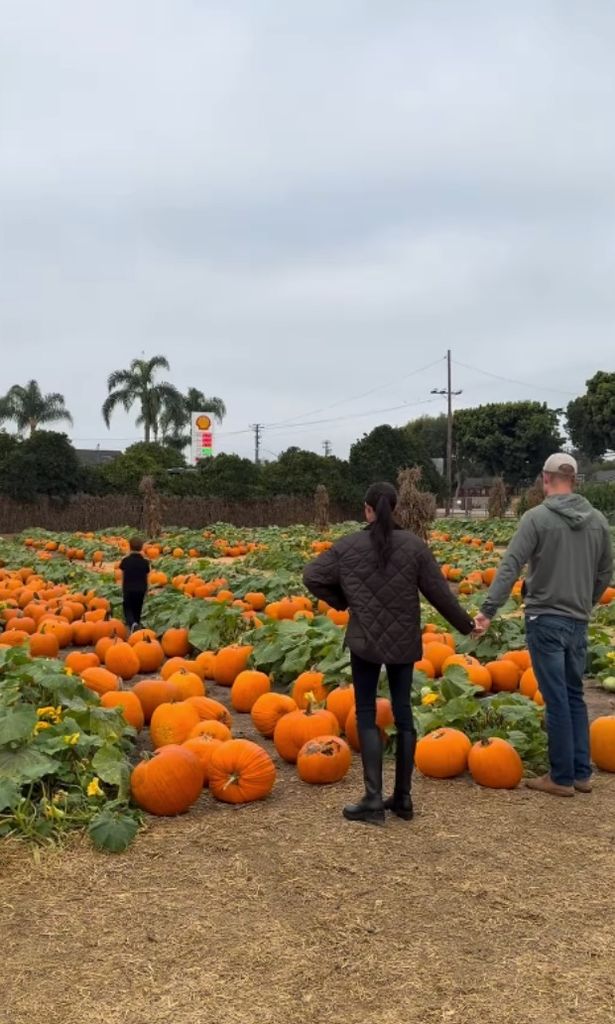 Sussexes at pumpkin patch