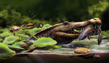 Earliest long-snouted fossil crocodile from Egypt reveals the African origins of seagoing crocs