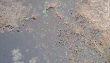 Warning issued at Portstewart Strand after blue-green algae detected