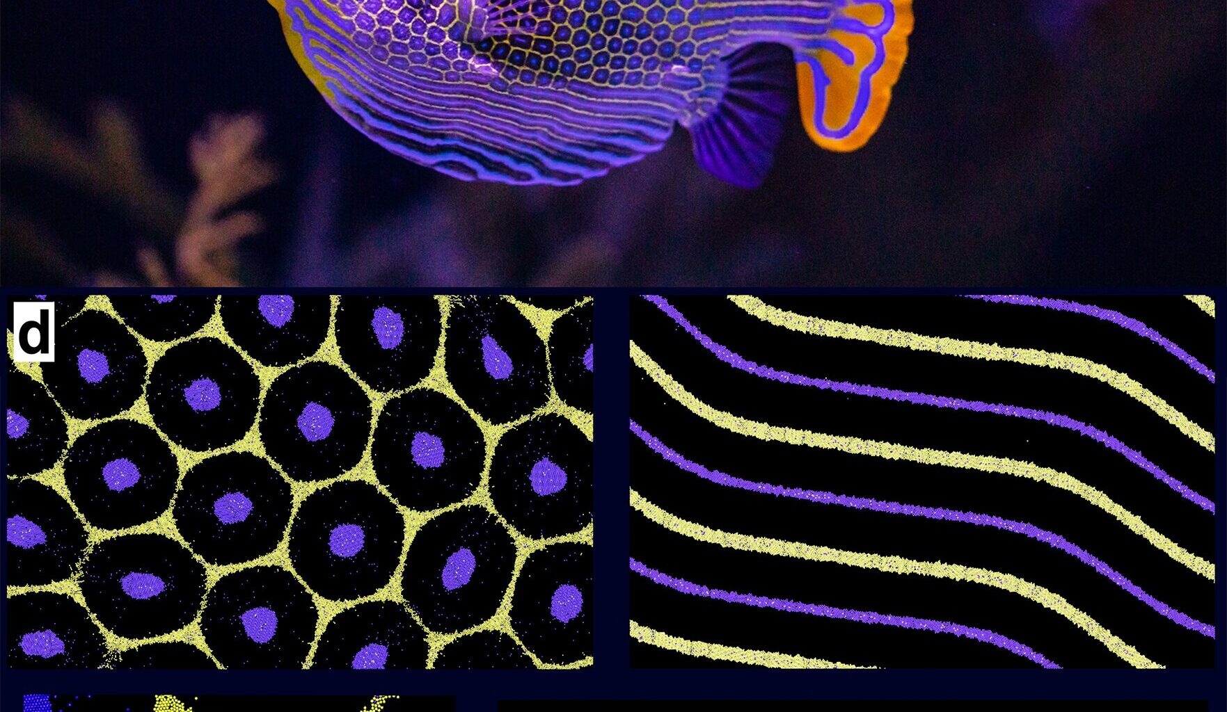 How animals get their spots, and why they are beautifully imperfect