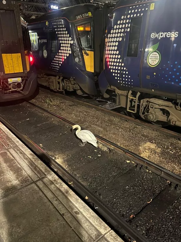 The swan on the tracks at Glasgow Central.