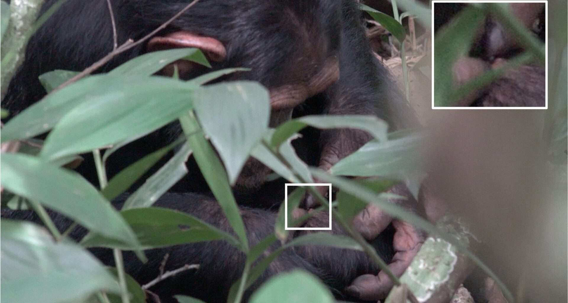 Chimpanzees in Uganda use flying insects to tend their wounds, study reveals