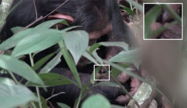 Chimpanzees in Uganda use flying insects to tend their wounds, study reveals