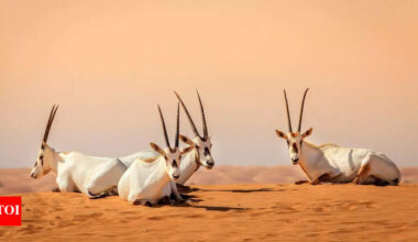 Earth just surprised scientists! Extinction rate among plant and animal species has surprisingly slowed down |