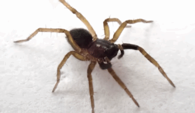 Spider species on brink of extinction rediscovered in Britain for first time in 40 years