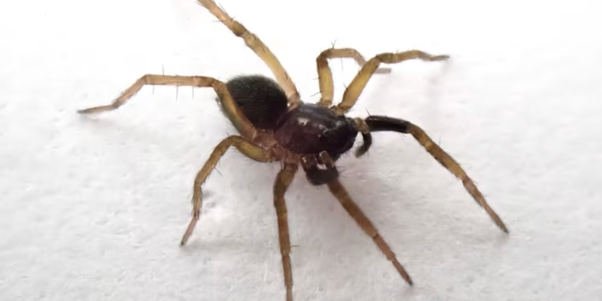 Spider species on brink of extinction rediscovered in Britain for first time in 40 years