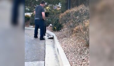 Family Pulls Over When They See Clump Of Feathers Holding Up Drive-Thru Line