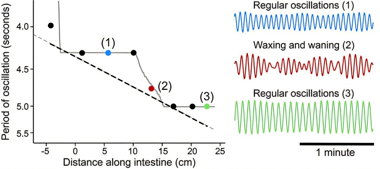 How a chorus of synchronized frequencies helps you digest your food