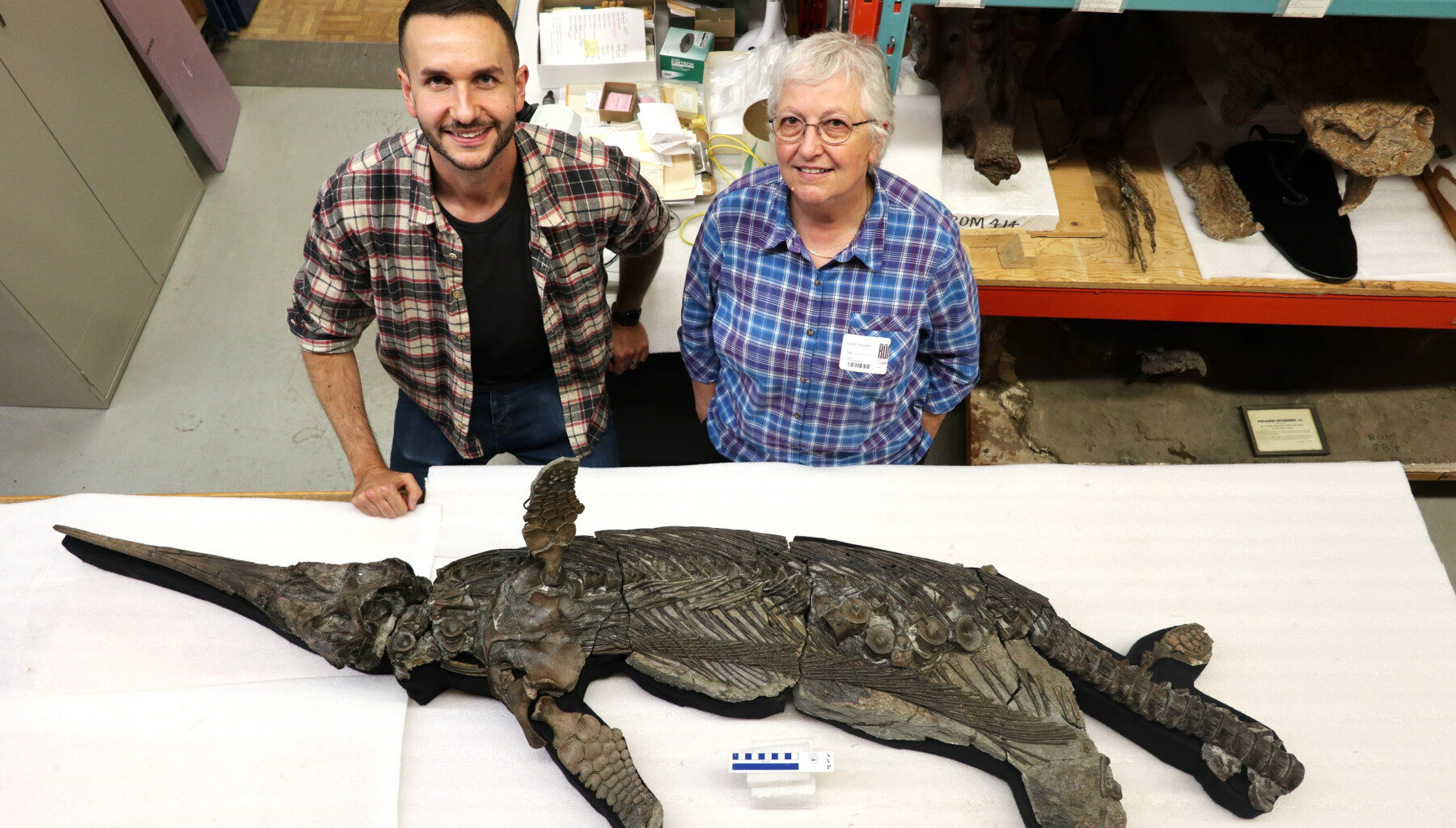 Dr Dean Lomax and Professor Judy Massare study the skeleton of the newly named sword dragon ichthyosaur, Xiphodracon goldencapensis, at the Royal Ontario Museum, Toronto, Canada. © Courtesy of Dr Dean Lomax.