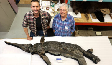 Dr Dean Lomax and Professor Judy Massare study the skeleton of the newly named sword dragon ichthyosaur, Xiphodracon goldencapensis, at the Royal Ontario Museum, Toronto, Canada. © Courtesy of Dr Dean Lomax.