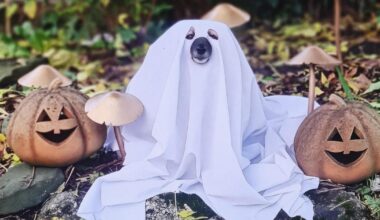 Kensington High Street Halloween events to include dog parade