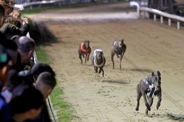 Greyhounds racing