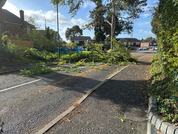 Strong winds cause a branch to fall on Northfield Road